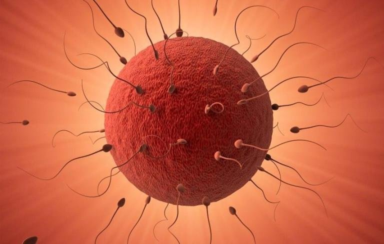 Egg Donor Treatment in Hyderabad