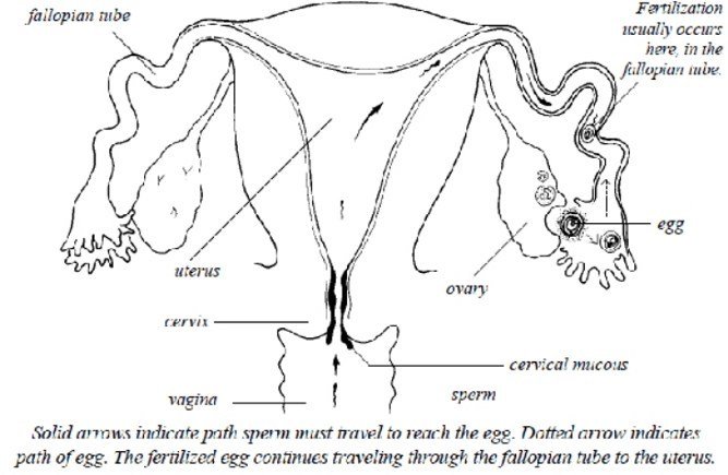 TUBAL FACTOR INFERTILITY TREATMENT