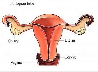 TESTS TO EVALUATE UTERINE